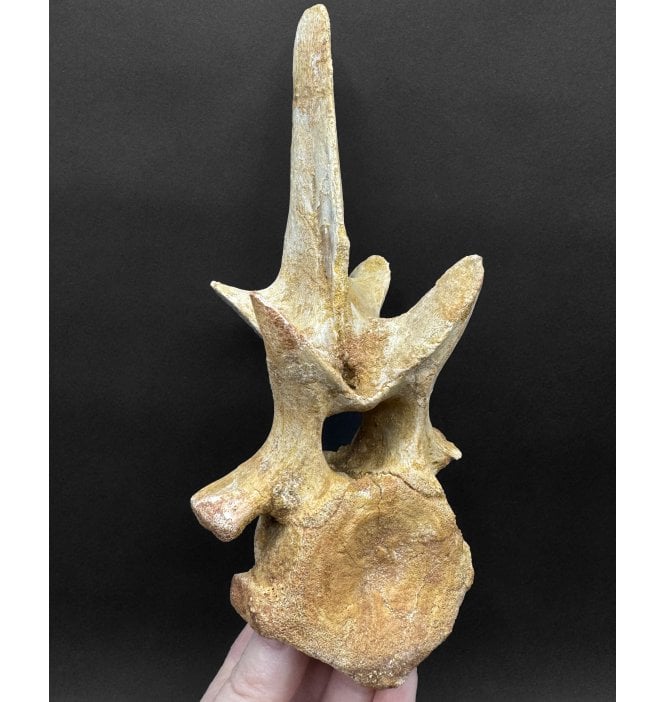 Cretaceous ‘Super Croc’ Crocodile Vertebra from Morocco (SKU V8318):- Elosuchus cherifiensis