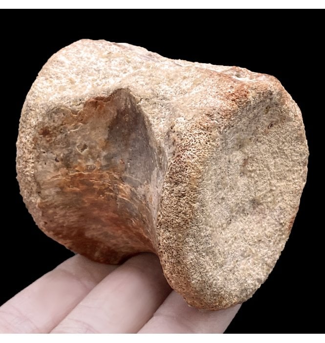 Cretaceous Super Croc (Elosuchus) Vertebra from Kem Kem, Morocco (SKU V5506):- Elosuchus cf. cherifiensis