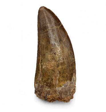 Cretaceous Theropod (Carnosaur) Dinosaur Tooth from Kem Kem Beds, Morocco, North Africa (SKU V5437):- Carcharodontosaurus cf. saharicus