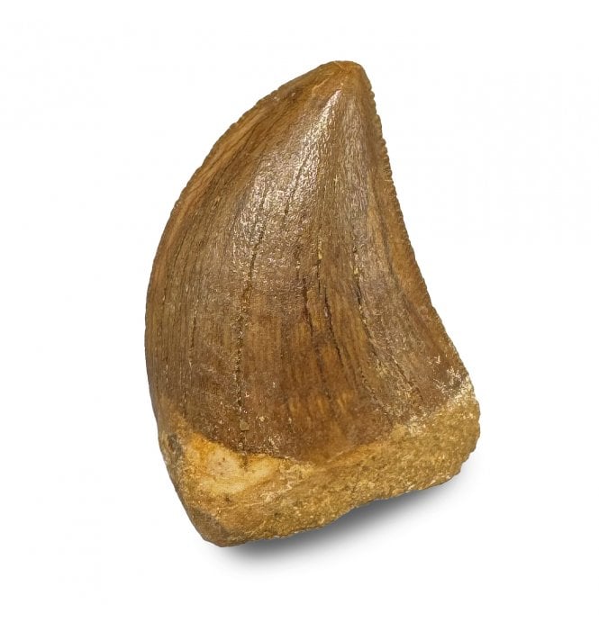 Cretaceous Theropod(Carnosaur) Tooth from Kem Kem, Morocco, North Africa (SKU V8996):- Carcharodontosaurus sp. Indet.