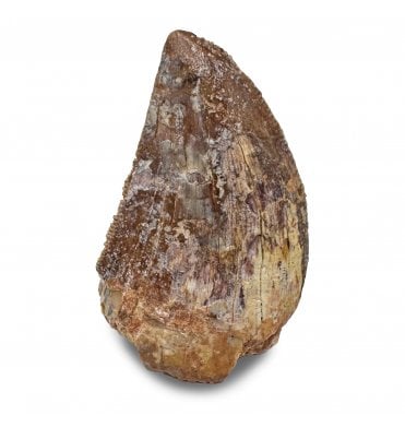 Cretaceous Theropod (Carnosaur) Tooth from Kem Kem, Morocco (SKU V7763):- Carcharodontosaurus saharicus
