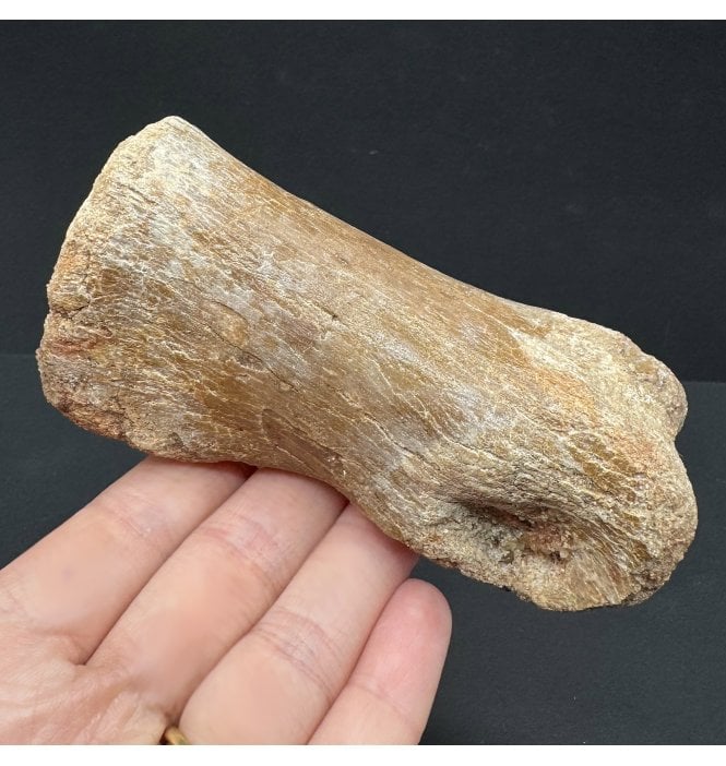 Cretaceous Theropod Dinosaur (Carnosaur) Toe Bone from Morocco, USA (SKU V7216):- Carcharodontosaurus cf. saharicus