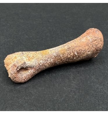 Cretaceous Theropod Dinosaur (Nosasaurid-Abeilsaur) Toe Bone from Kem Kem, Morocco, USA (SKU V7504):- Abeilsaur sp. Indet.