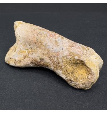 Cretaceous Theropod Dinosaur Toe Bone from Morocco, USA (SKU V7297):- Theropoda sp. indet.