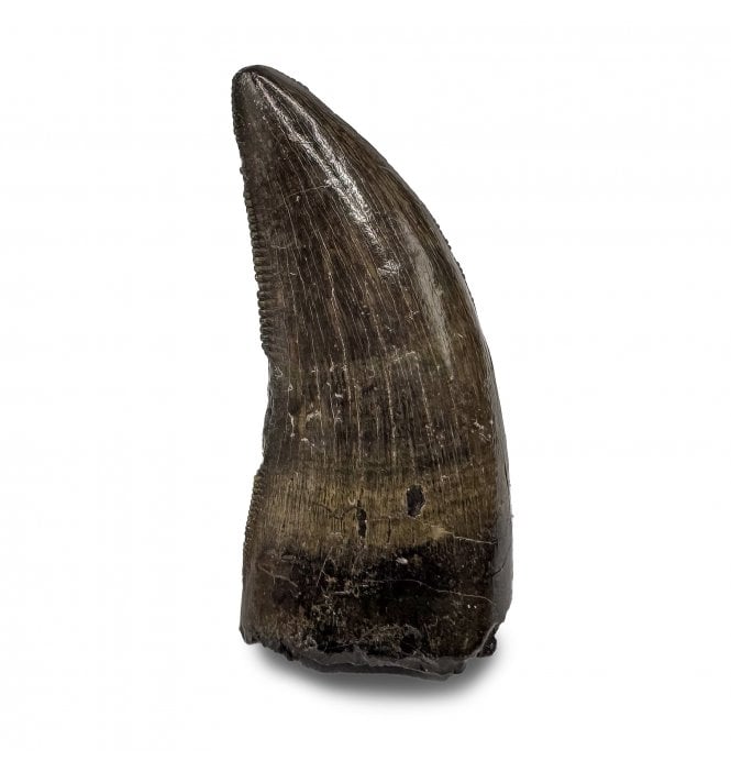 Cretaceous Theropod Dinosaur Dinosaur (Tyrannosaurus) Tooth from Hell Creek Formation, Montana (SKU V7522):- Nanotyrannus lancensis