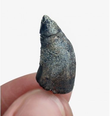 Cretaceous Theropod (Dromaeosaurus) Tooth from The Judith River Formation, Montana, USA (SKU V2922):- Saurornitholestes cf. sp. indet.
