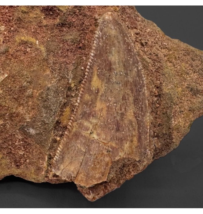 Cretaceous Theropod (Nosasaur-Abeilsaur) Dinosaur Tooth on Matrix from Kem Kem Beds, Morocco, North Africa (SKU V7545):- Deltadromeus aff. agilis