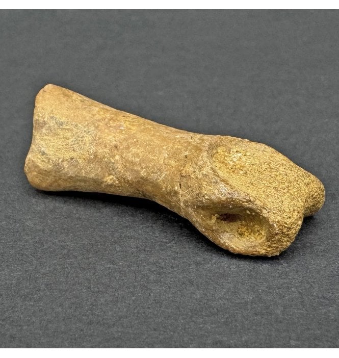 Cretaceous Theropod (Nosasaurid-Abeilsaur) Phalanges (Toe Bone) from Kem Kem, Morocco, USA (SKU V7951):- Deltadromeus off. agilis