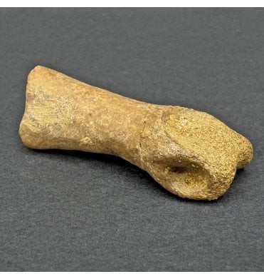 Cretaceous Theropod (Nosasaurid-Abeilsaur) Phalanges (Toe Bone) from Kem Kem, Morocco, USA (SKU V7951):- Deltadromeus off. agilis