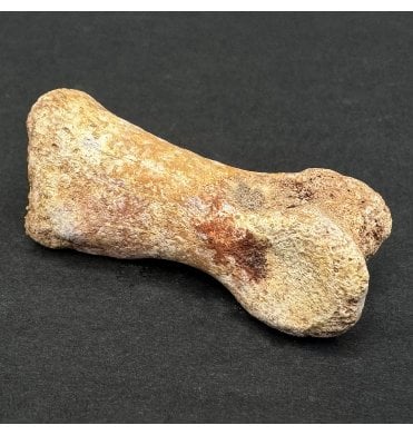 Cretaceous Theropod (Nosasaurid-Abeilsaur) Phalanges (Toe Bone) from Kem Kem, Morocco, USA (SKU V7952):- Deltadromeus off. agilis