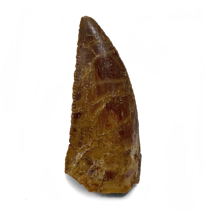 Cretaceous Theropod (Nosasaurid-Abeilsaur) Tooth from Kem Kem, Morocco, North Africa (SKU V5009):- Abeilsaur sp. indet.