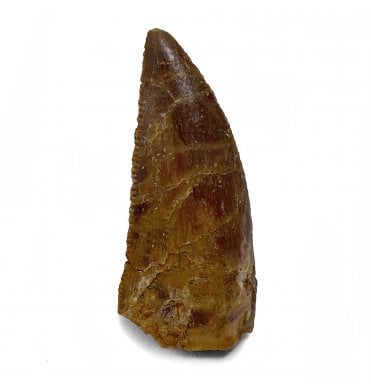 Cretaceous Theropod (Nosasaurid-Abeilsaur) Tooth from Kem Kem, Morocco, North Africa (SKU V5009):- Abeilsaur sp. indet.