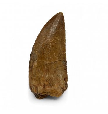 Cretaceous Theropod (Nosasaurid-Abeilsaur) Tooth from Kem Kem, Morocco (SKU V5539):- Abeilsaur sp. indet.
