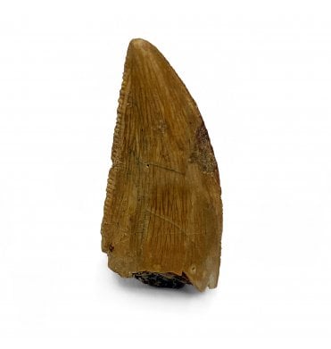 Cretaceous Theropod (Nosasaurid-Abeilsaur) Tooth from Kem Kem, Morocco (SKU V5841):- Abeilsaur sp. indet.