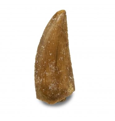 Cretaceous Theropod (Nosasaurid-Abeilsaur) Tooth from Kem Kem, Morocco (SKU V6651):- Abeilsaur sp. indet.