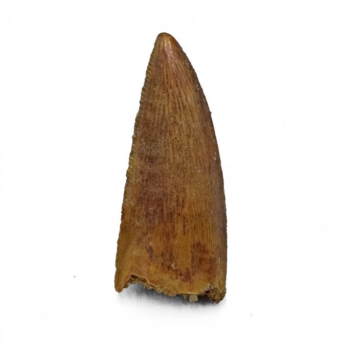 Cretaceous Theropod (Nosasaurid-Abeilsaur) Tooth from Kem Kem, Morocco (SKU V7229):- Abeilsaur sp. indet.