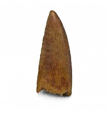 Cretaceous Theropod (Nosasaurid-Abeilsaur) Tooth from Kem Kem, Morocco (SKU V7229):- Abeilsaur sp. indet.
