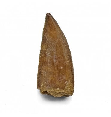 Cretaceous Theropod (Nosasaurid-Abeilsaur) Tooth from Kem Kem, Morocco (SKU V7231):- Abeilsaur sp. indet.