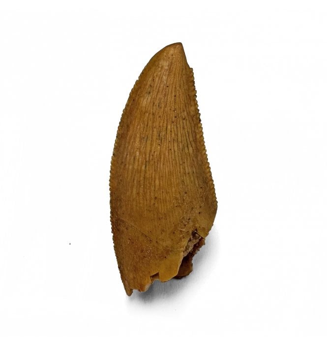 Cretaceous Theropod (Nosasaurid-Abeilsaur) Tooth from Kem Kem, Morocco (SKU V7232):- Abeilsaur sp. indet.