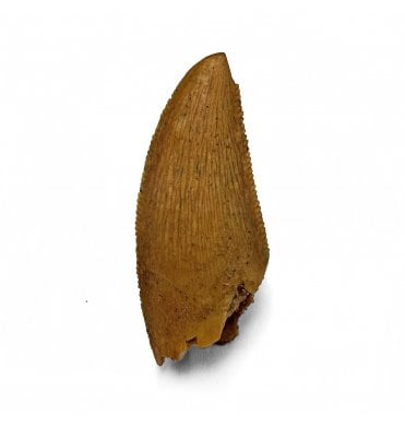 Cretaceous Theropod (Nosasaurid-Abeilsaur) Tooth from Kem Kem, Morocco (SKU V7232):- Abeilsaur sp. indet.