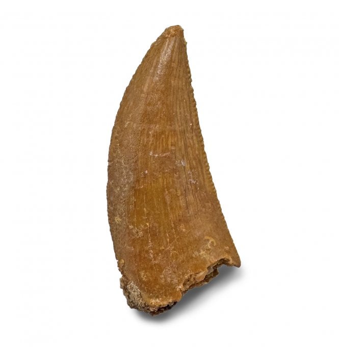 Cretaceous Theropod (Nosasaurid-Abeilsaur) Tooth from Kem Kem, Morocco (SKU V8082):- Abeilsaur sp. indet.