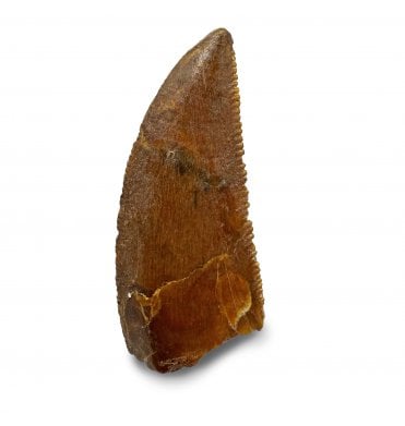 Cretaceous Theropod (Nosasaurid-Abeilsaur) Tooth from Kem Kem, Morocco (SKU V8116):- Abeilsaur sp. indet.