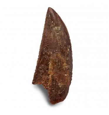 Cretaceous Theropod (Nosasaurid-Abeilsaur) Tooth from Kem Kem, Morocco (SKU V8228):- Abeilsaur sp. indet.