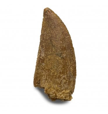 Cretaceous Theropod (Nosasaurid-Abeilsaur) Tooth from Kem Kem, Morocco (SKU V8229):- Abeilsaur sp. indet.
