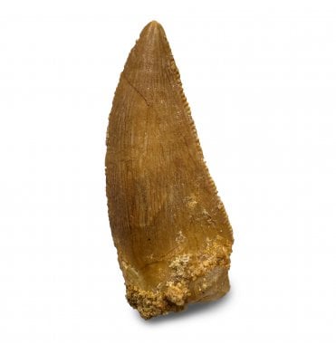 Cretaceous Theropod (Nosasaurid-Abeilsaur) Tooth from Kem Kem, Morocco (SKU V8230):- Abeilsaur sp. indet.