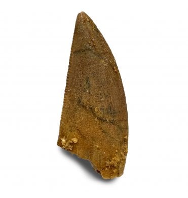 Cretaceous Theropod (Nosasaurid-Abeilsaur) Tooth from Kem Kem, Morocco (SKU V8301):- Abeilsaur sp. indet.