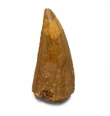 Cretaceous Theropod (Nosasaurid-Abeilsaur) Tooth from Kem Kem, Morocco (SKU V8303):- Abeilsaur sp. indet.