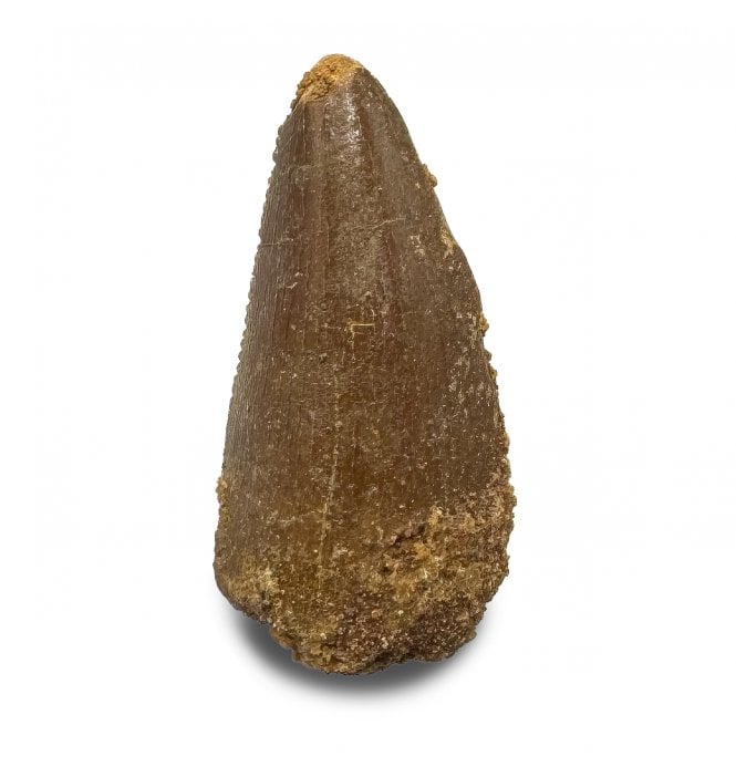 Cretaceous Theropod (Nosasaurid-Abeilsaur) Tooth from Kem Kem, Morocco (SKU V8642):- Abeilsaur sp. indet.