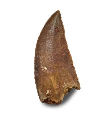 Cretaceous Theropod (Nosasaurid-Abeilsaur) Tooth from Kem Kem, Morocco (SKU V9007):- Abeilsaur sp. indet.