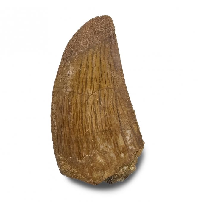 Cretaceous Theropod (Nosasaurid-Abeilsaur) Tooth from Kem Kem, Morocco (SKU V9011):- Abeilsaur sp. indet.