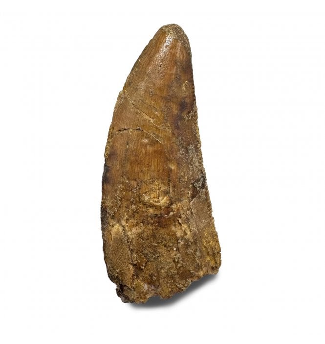 Cretaceous Theropod (Nosasaurid-Abeilsaur) Tooth from Kem Kem, Morocco (SKU V9013):- Abeilsaur sp. indet.