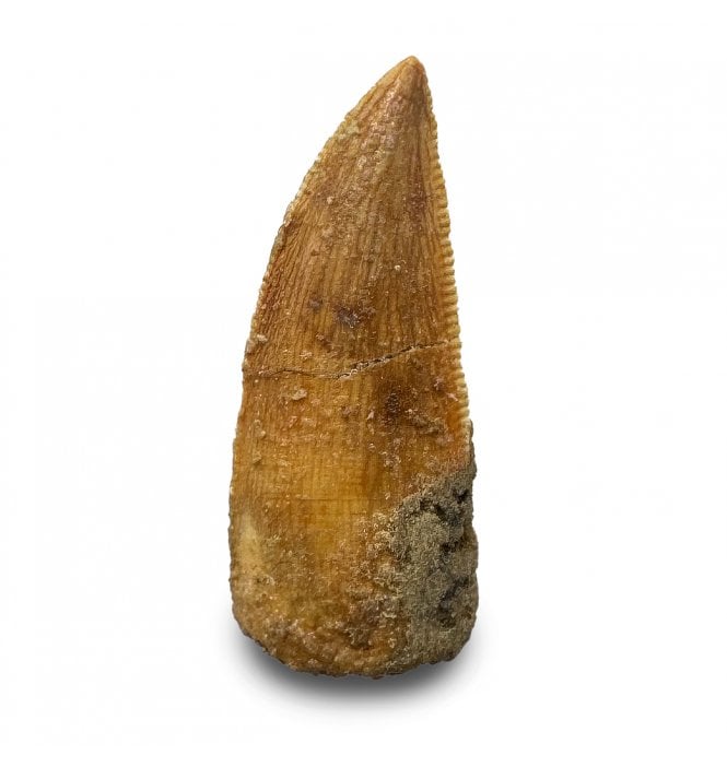 Cretaceous Theropod (Nosasaurid-Abeilsaur) Tooth from Kem Kem, Morocco (SKU V9332):- Abeilsaur sp. indet.