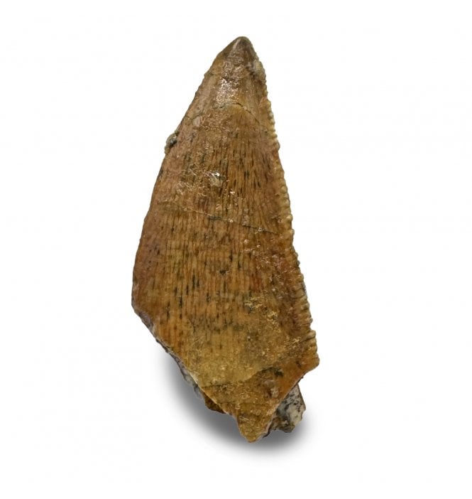 Cretaceous Theropod (Nosasaurid-Abeilsaur) Tooth from Kem Kem, Morocco (SKU V9334):- Abeilsaur sp. indet.