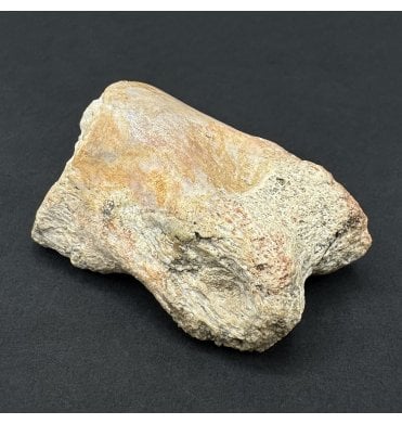 Cretaceous Theropod (Spinosaurid) Dinosaur Toe Bone from Morocco, USA (SKU V8648):- Spinosaurus cf. aegypticus