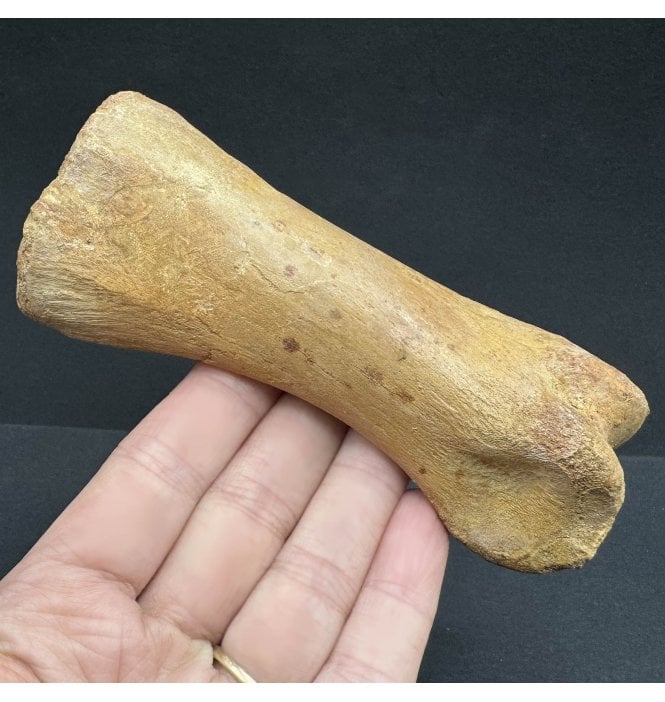 Cretaceous Theropod (Spinosaurid) Dinosaur Toe Bone (Phalanx) from Morocco, USA (SKU V6994):- Spinosaurus cf. aegypticus