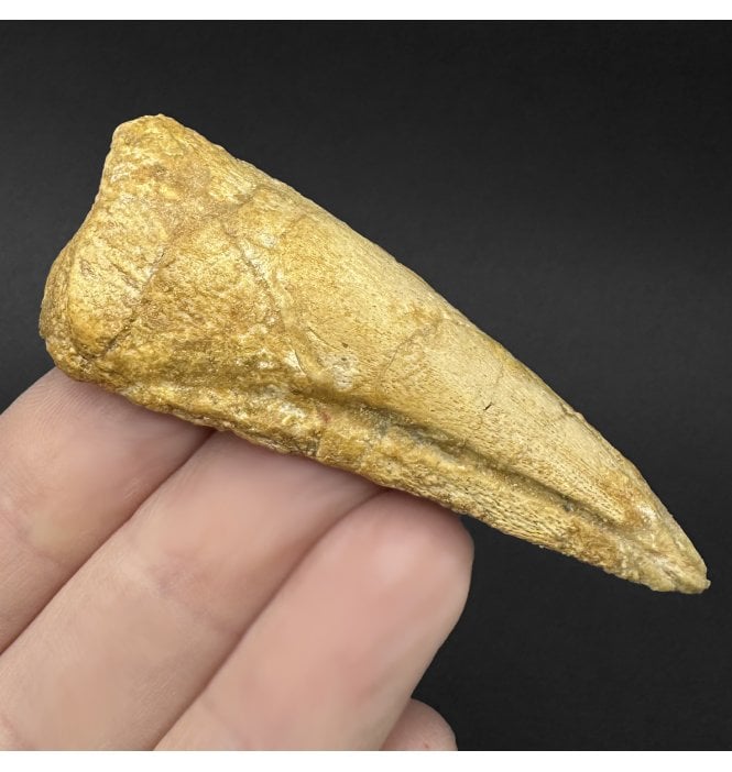Cretaceous Theropod (Spinosaurus) Dinosaur Foot Claw from Kem Kem Beds, Morocco, North Africa (SKU V9271):- Spinosaurus cf. aegypticus