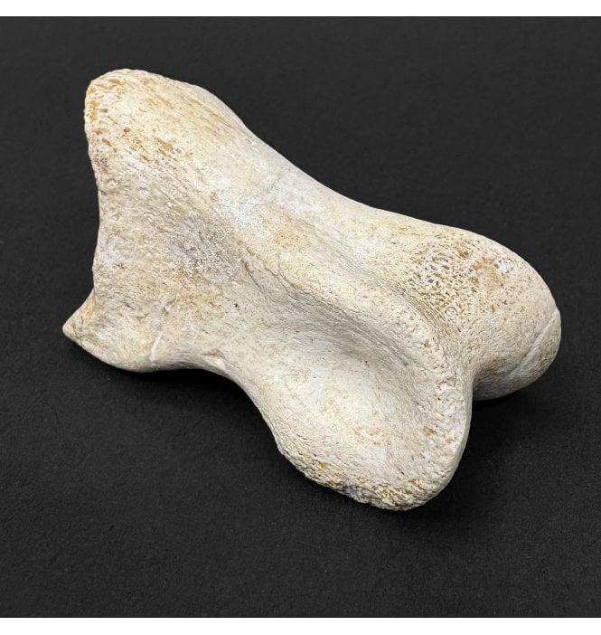 Cretaceous Theropod (Spinosaurus) Dinosaur Hand Bone from Kem Kem, Morocco, North Africa (SKU V9267):- Spinosaurus cf. aegypticus
