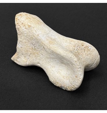 Cretaceous Theropod (Spinosaurus) Dinosaur Hand Bone from Kem Kem, Morocco, North Africa (SKU V9267):- Spinosaurus cf. aegypticus