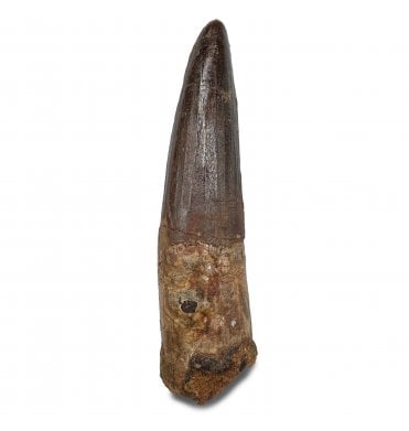 Cretaceous Theropod (Spinosaurus) Dinosaur Tooth from Kem Kem Beds, Morocco, North Africa (SKU V9163):- Spinosaurus cf. aegypticus