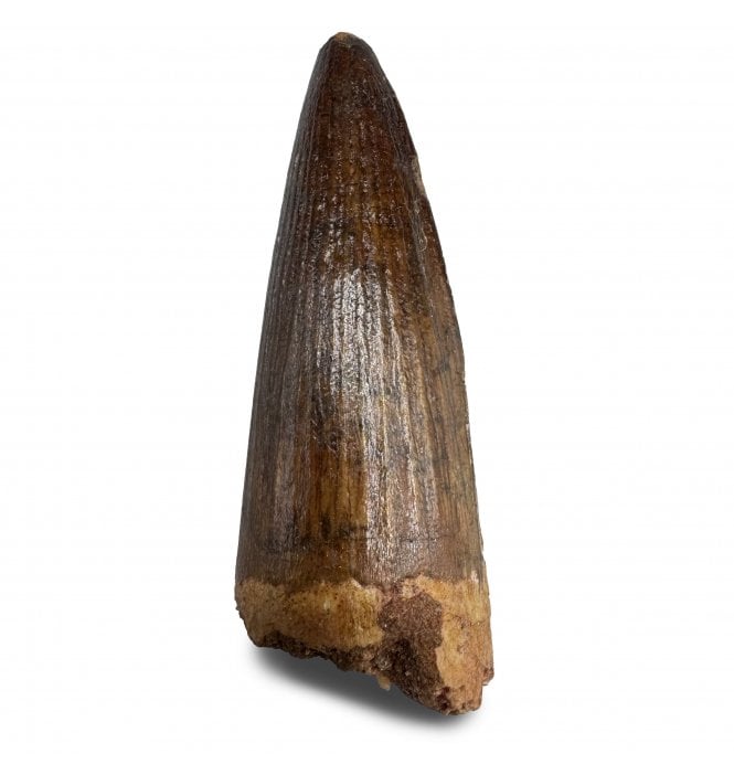 Cretaceous Theropod (Spinosaurus) Tooth from Kem Kem Beds, Morocco (SKU V8252):- Spinosaurus sp. indet.