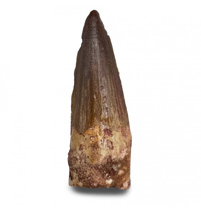 Cretaceous Theropod (Spinosaurus) Tooth from Kem Kem Beds, Morocco (SKU V8253):- Spinosaurus sp. indet.