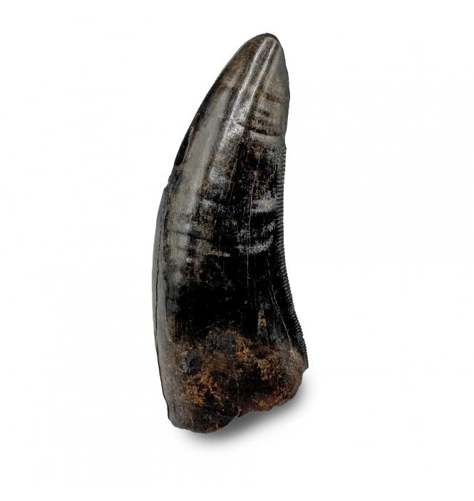 Cretaceous Tyrannosaurid Theropod Tooth from Judith River Formation, Montana, USA (SKU V7186):- Gorgosaurus cf. libratus