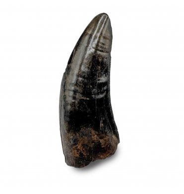 Cretaceous Tyrannosaurid Theropod Tooth from Judith River Formation, Montana, USA (SKU V7186):- Gorgosaurus cf. libratus