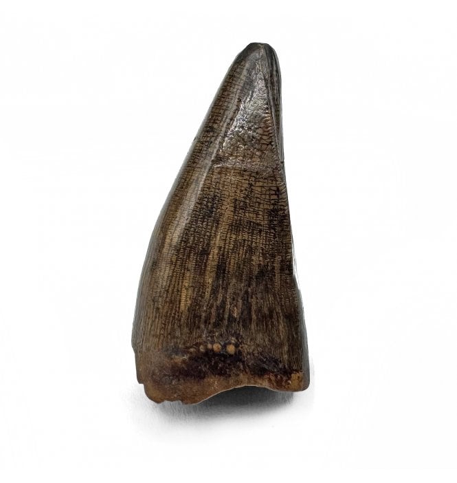Cretaceous Tyrannosaurid Theropod Tooth from Judith River Formation, Montana, USA (SKU V7220):- Gorgosaurus cf. libratus