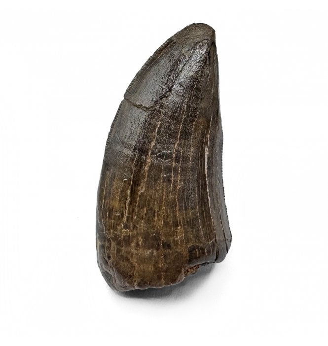 Cretaceous Tyrannosaurid Theropod Tooth from Judith River Formation, Montana, USA (SKU V7222):- Gorgosaurus cf. libratus