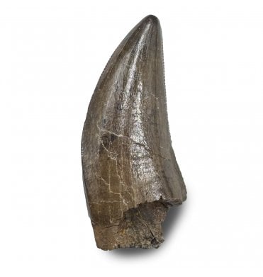Cretaceous Tyrannosaurus Dinosaur Tooth from Judith River Formation, Montana, USA (SKU V9287):- Gorgosaurus cf. libratus